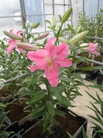 [1802 Maurena No02.JPG]